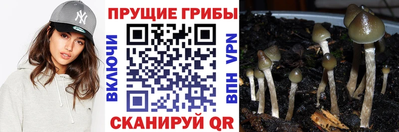 дарнет шоп  Оха  Псилоцибиновые грибы Psilocybine cubensis 